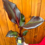 Banánovník (Ensete ventricosum) ‘MAURELII’ -  výška 30-50 cm, kont. C2L
